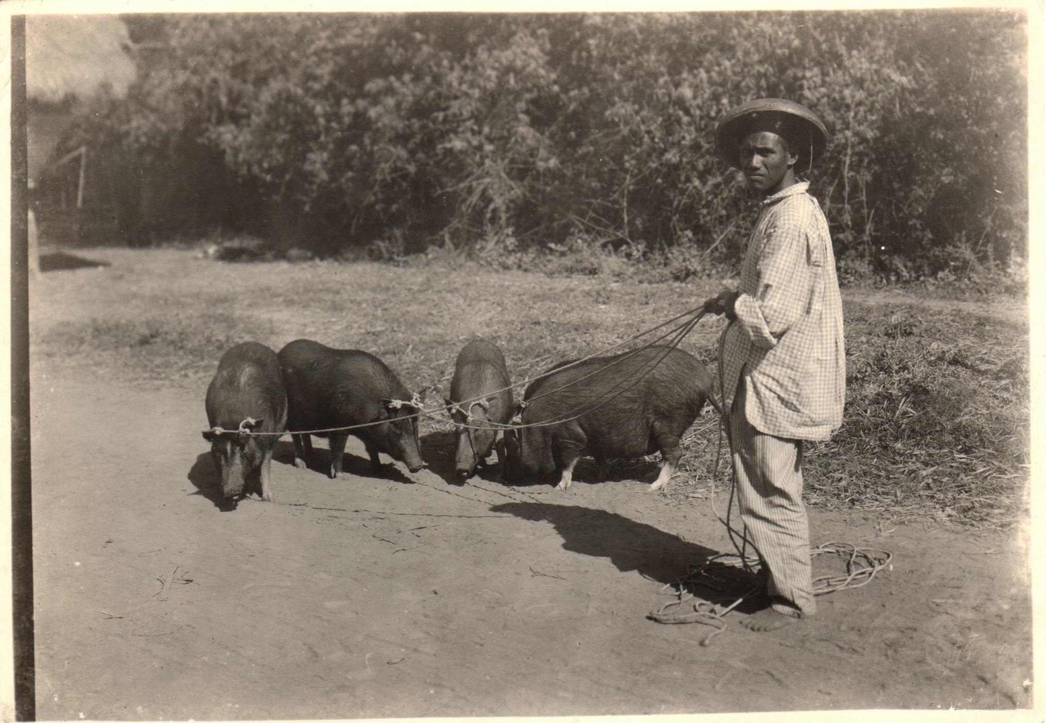 An Ilocano pig merchant at Magsingal, Ilocos Sur.