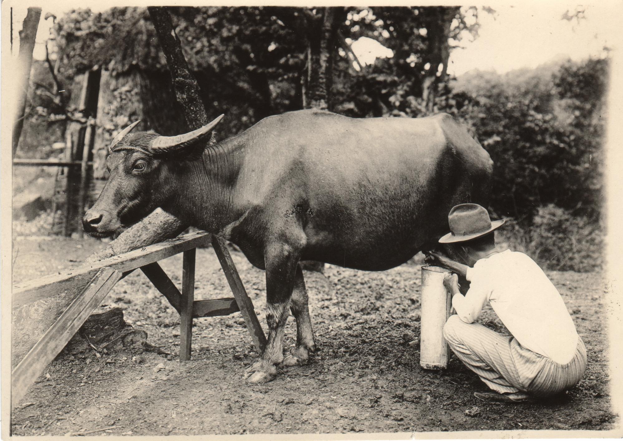 A native milking a carabao. Caloocan, Manila, P. I.