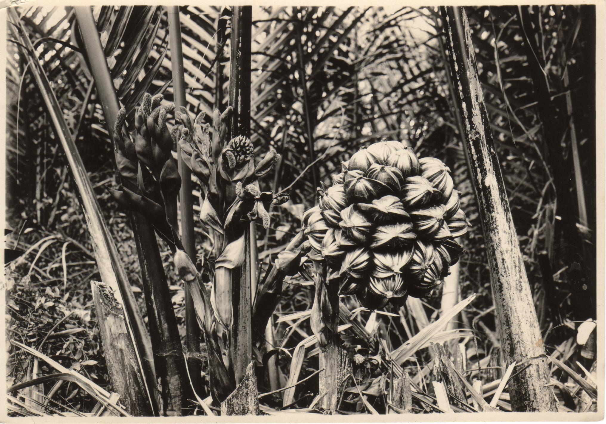 Bloom of nipa [palm], Lanoa [sic: Lanao], Bataan Province, P. I.