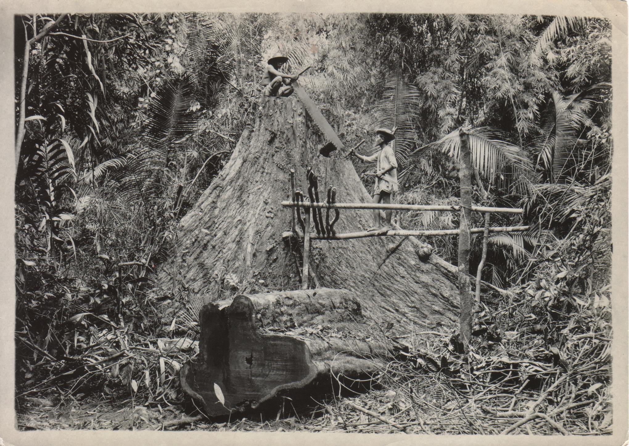 Buttress of Narra. Bongabon [Bongabong], Mindoro Province. Most beautiful hardwood.