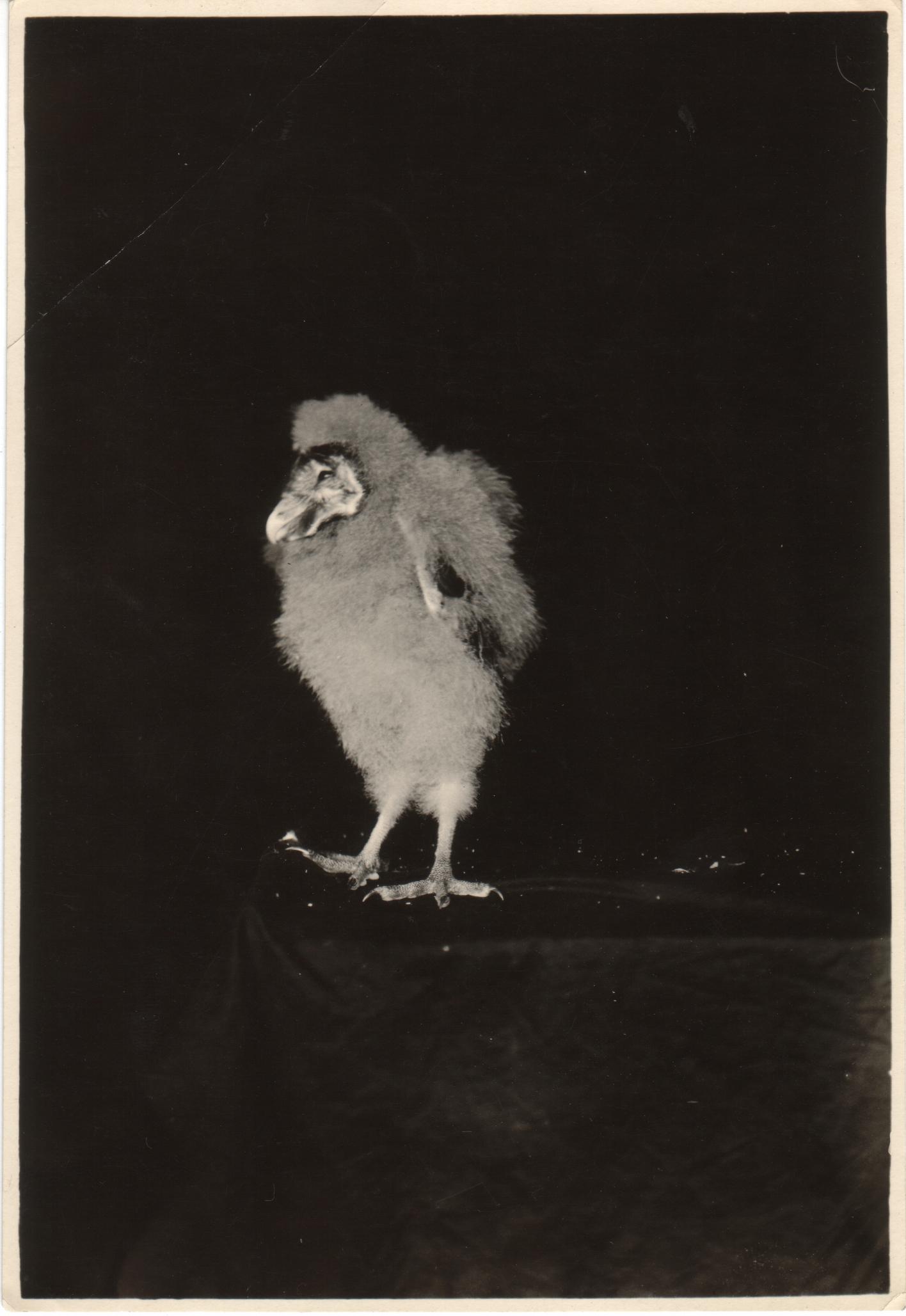 Young barn owl. Manila, P. I.