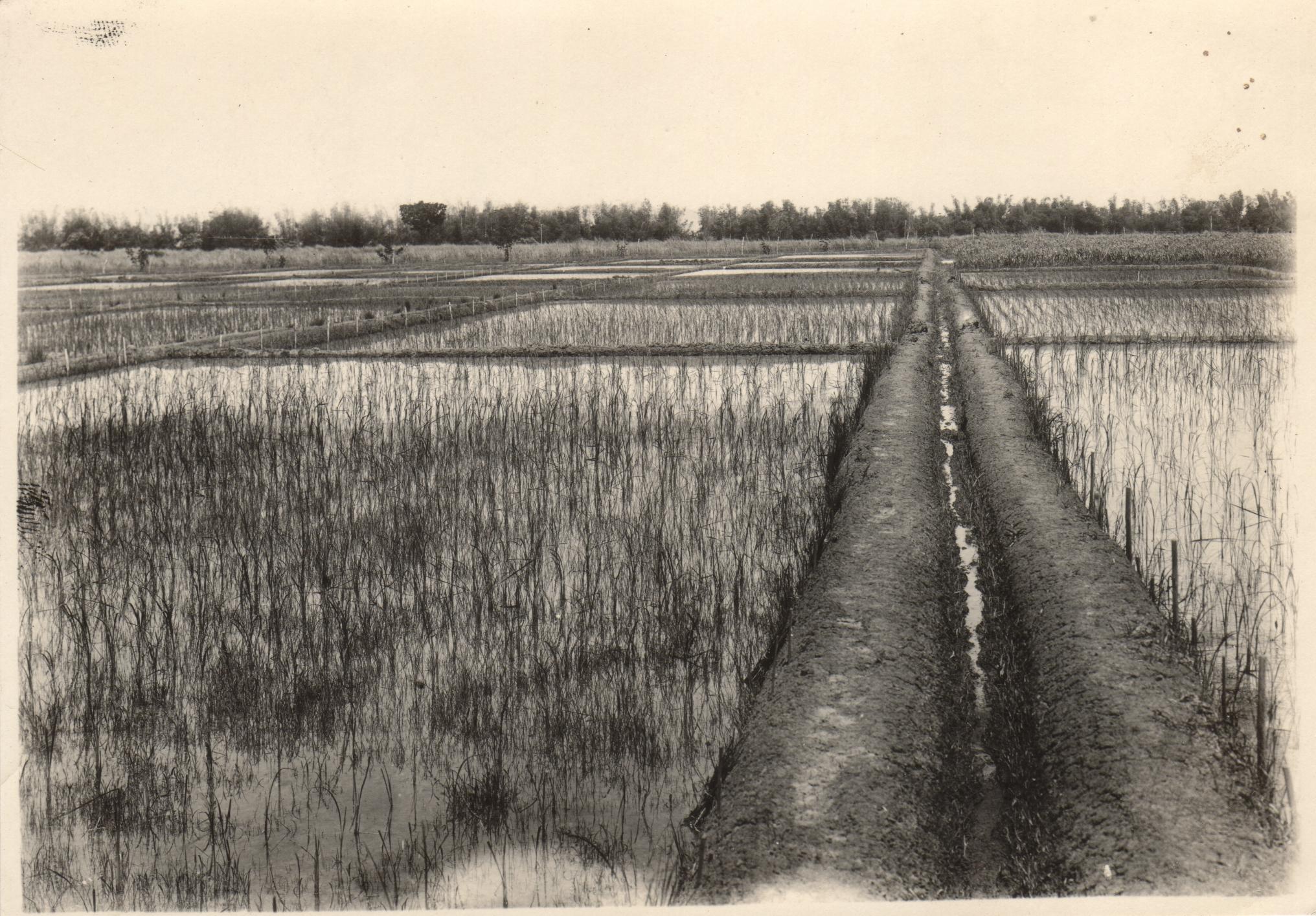 Field showing varieties of rice, Alabang experimental farm. Luzon.