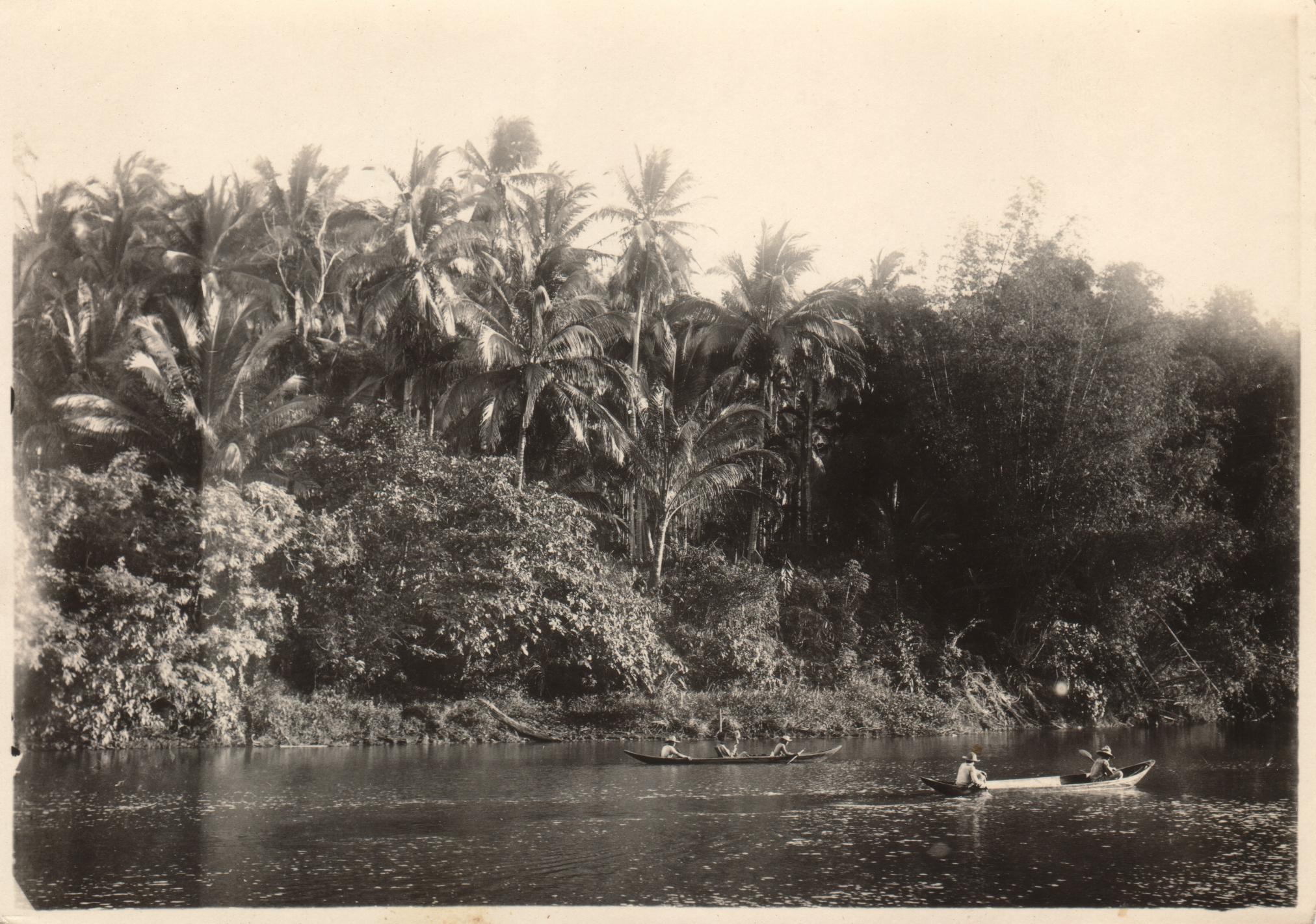 A glimpse of jungle along the river. Negros, P. I.