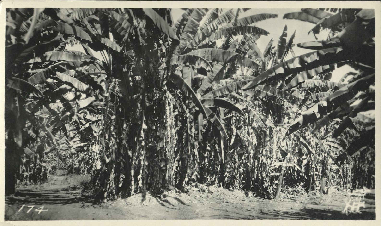 174. [Untitled – Abaca hemp plantation].