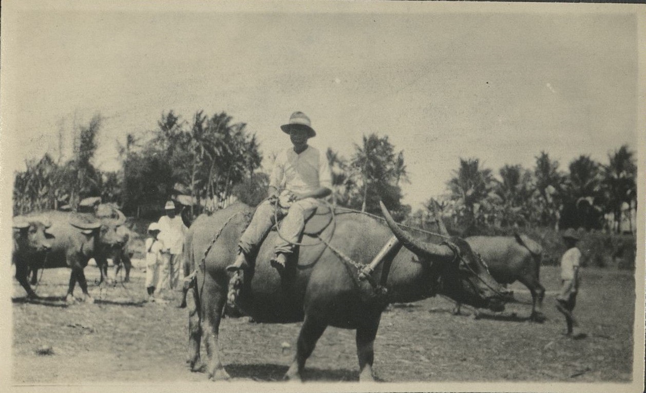 [Untitled – Carabao and riders at a sugar central, Negros. A race or parade?].