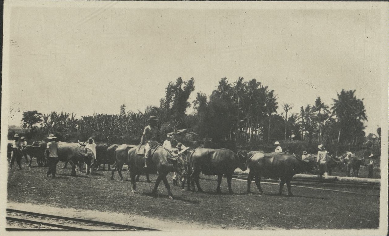 [Untitled – Carabao and riders at a sugar central, Negros. A race or parade?].