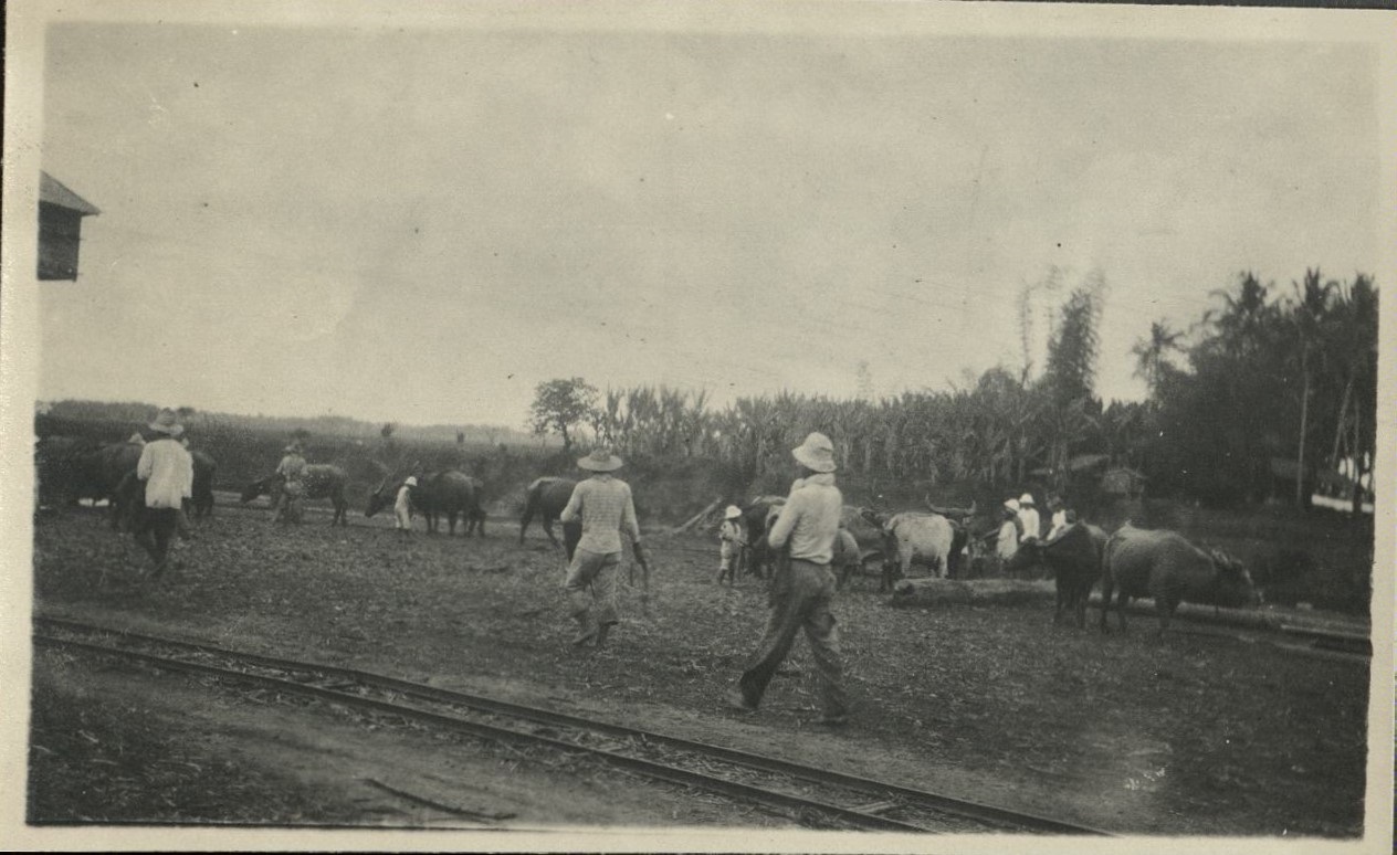 [Untitled – Carabao and riders at a sugar central, Negros. A race or parade?].
