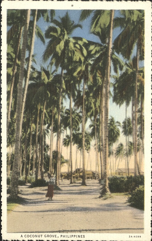 A coconut grove, Philippines.