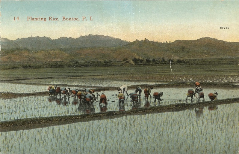 14. Planting Rice, Bontoc, P. I.