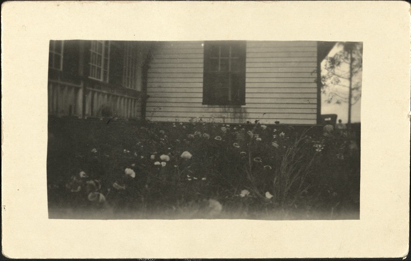 [Untitled ï¿½ House and flowers]