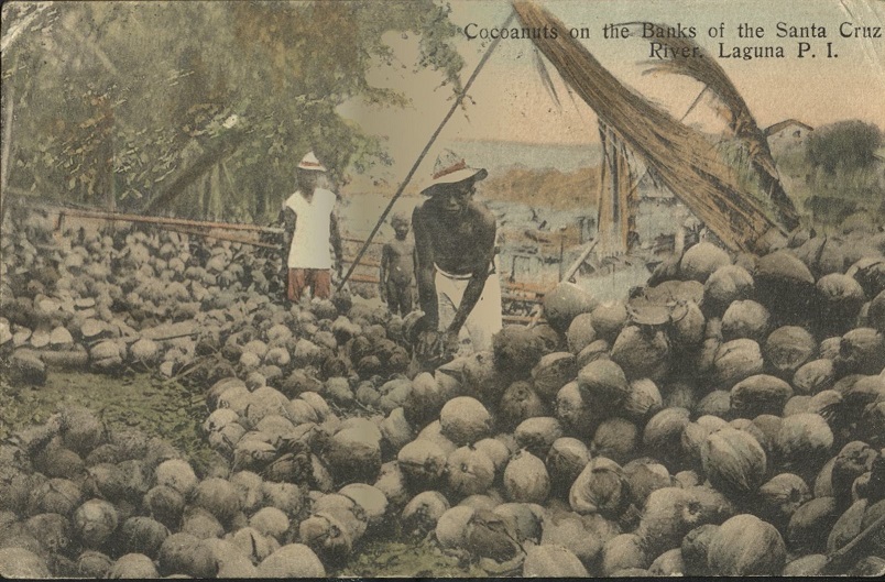 Cocoanuts [Coconuts] on the Banks of the Santa Cruz River, Laguna, P. I.