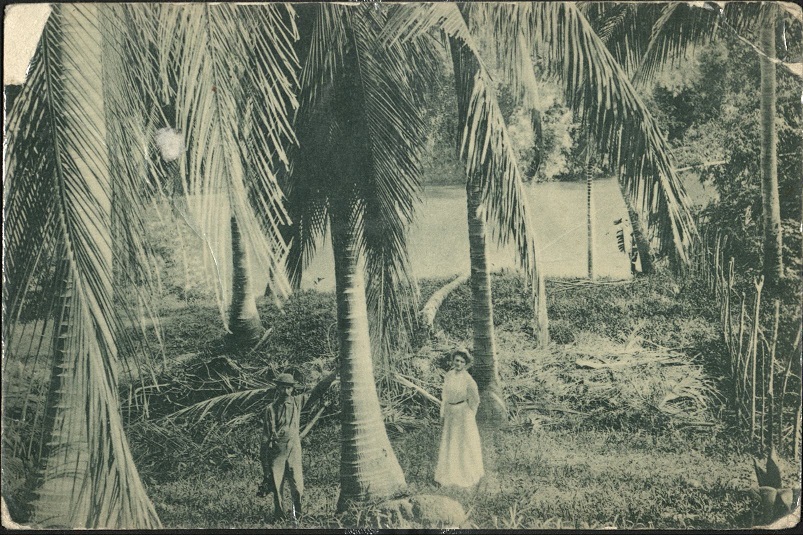 Coconut grove, Pagsanjan, P. I.