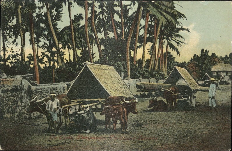 Ox Carts at Pampanga, Philippine Islands.