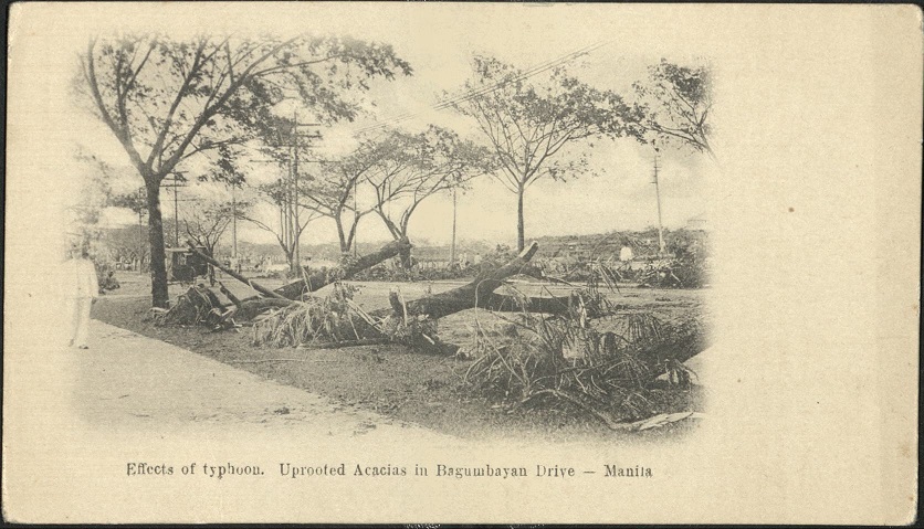 Effects of typhoon. Uprooted Acacias in Bagumbayan Drive ï¿½ Manila.