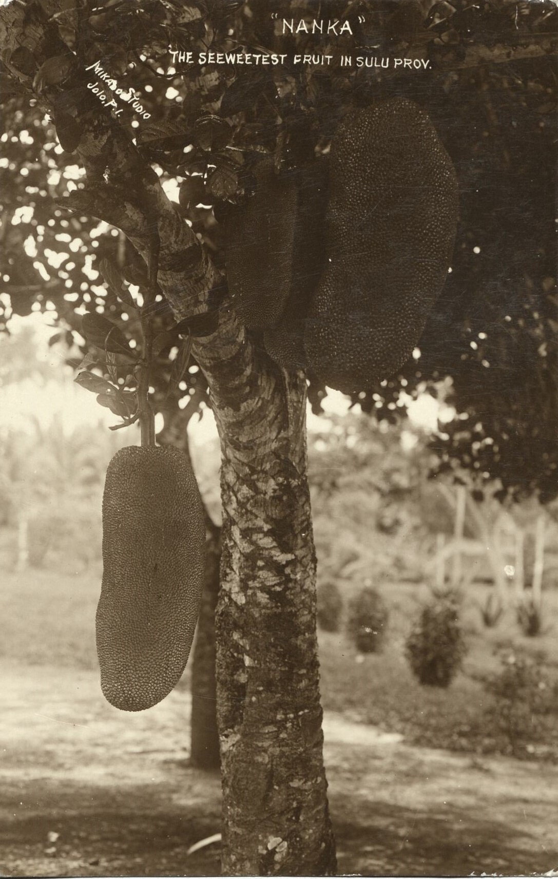 ï¿½Nankaï¿½ The Seeweetest [Sweetest] Fruit in Sulu Prov. [Province].