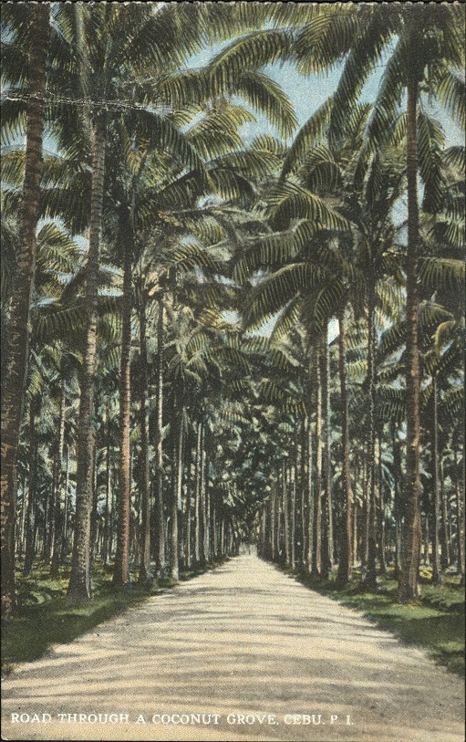 Road through a coconut grove, Cebu, P. I.