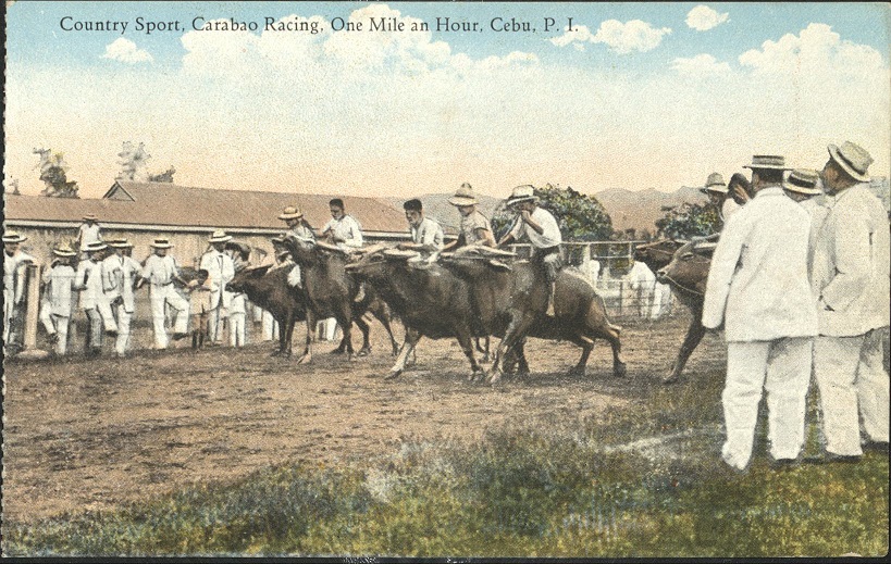 Country sport, carabao racing, one mile an hour, Cebu, P. I.