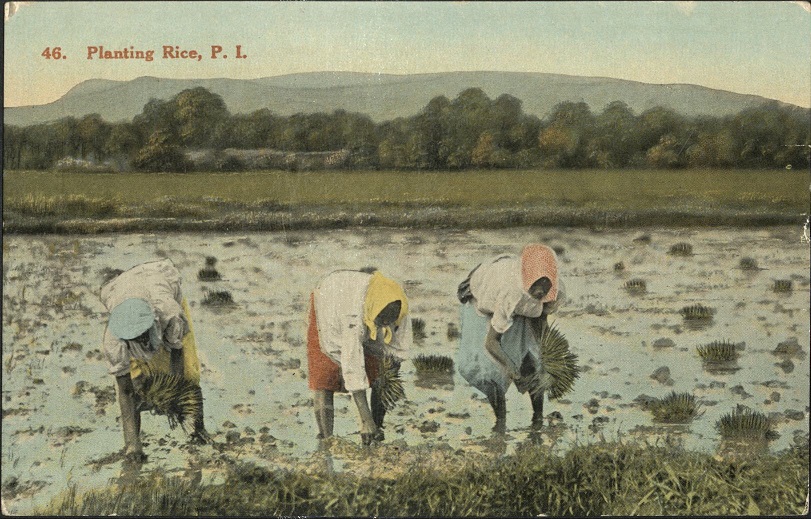 46. Planting Rice, P. I.