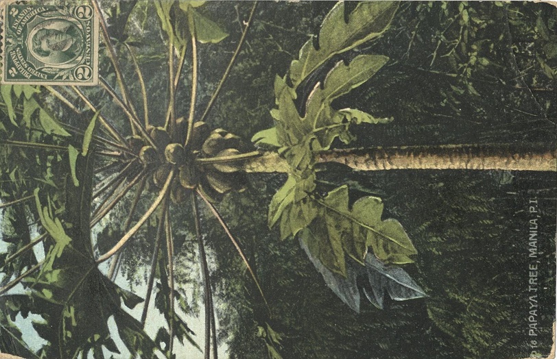 Papaya Tree, Manila, P. I.
