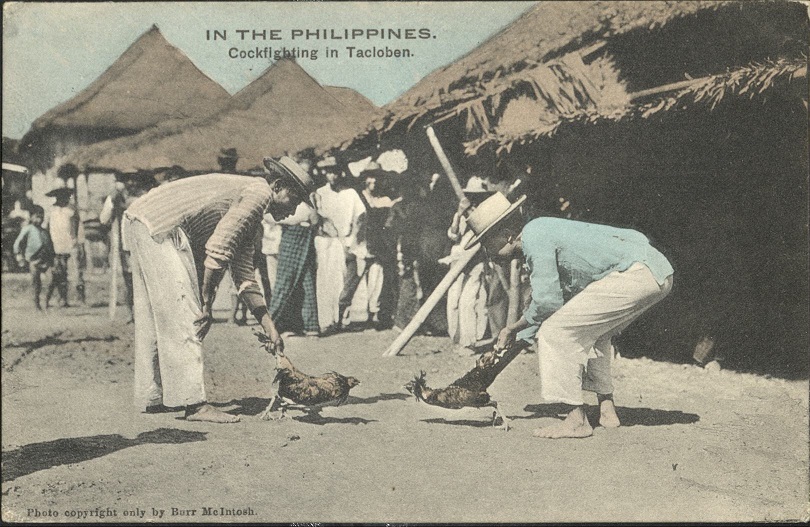 IN THE PHILIPPINES. Cockfighting in Tacloban.