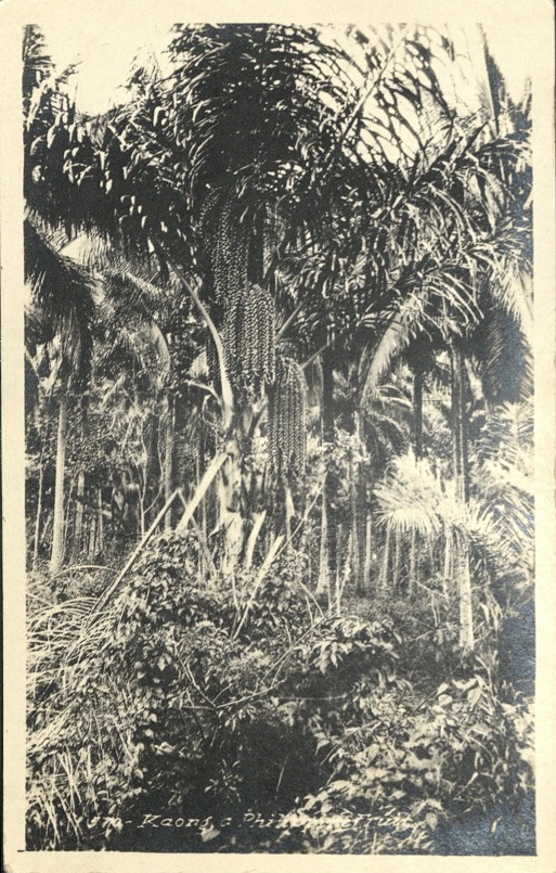 570 ï¿½ Kaong, a Philippine Fruit.