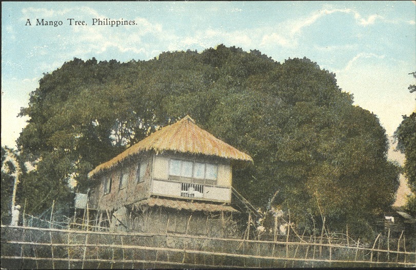 A mango tree, Philippines.
