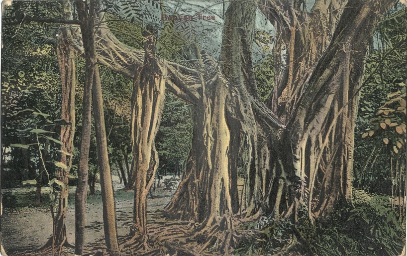 Banyan Tree.
