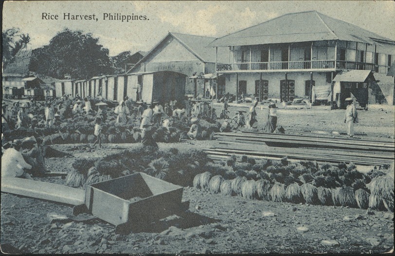 Rice Harvest, Philippines.
