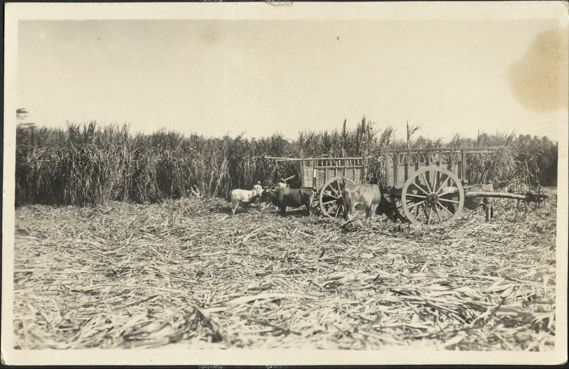 [Untitled ï¿½ Harvesting sugar cane].