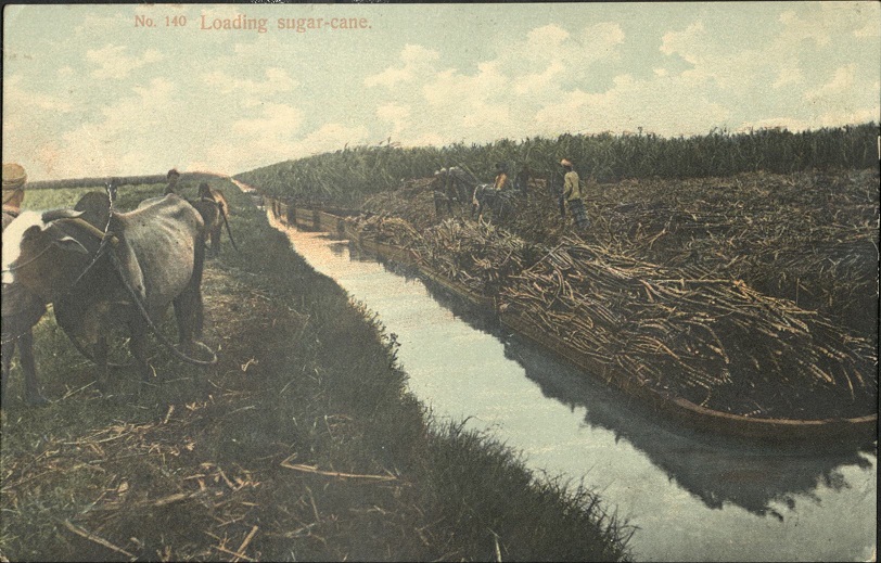 No. 140  Loading sugar-cane.