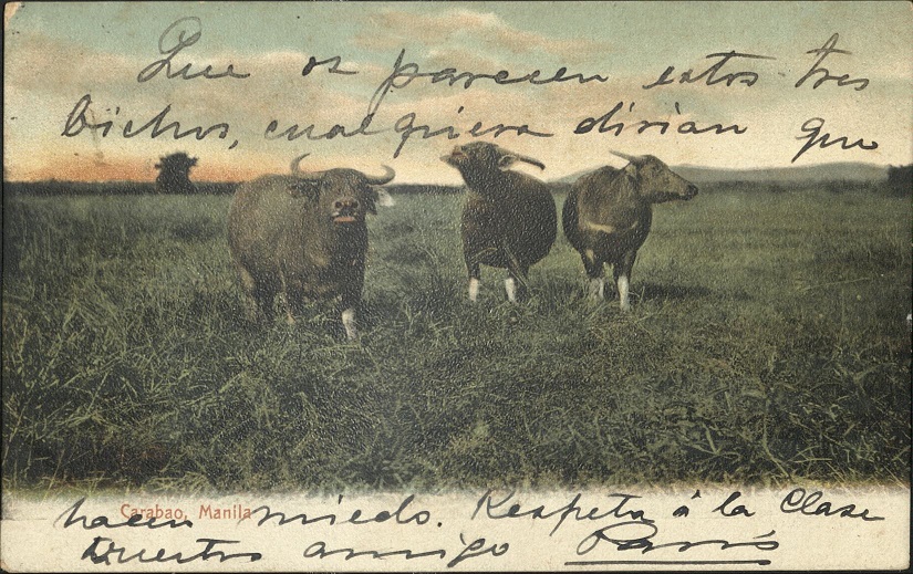 Carabao, Manila.