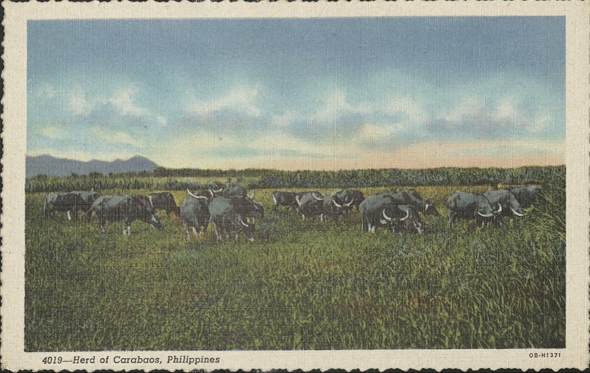 4019 � Herd of Carabaos. Philippines.