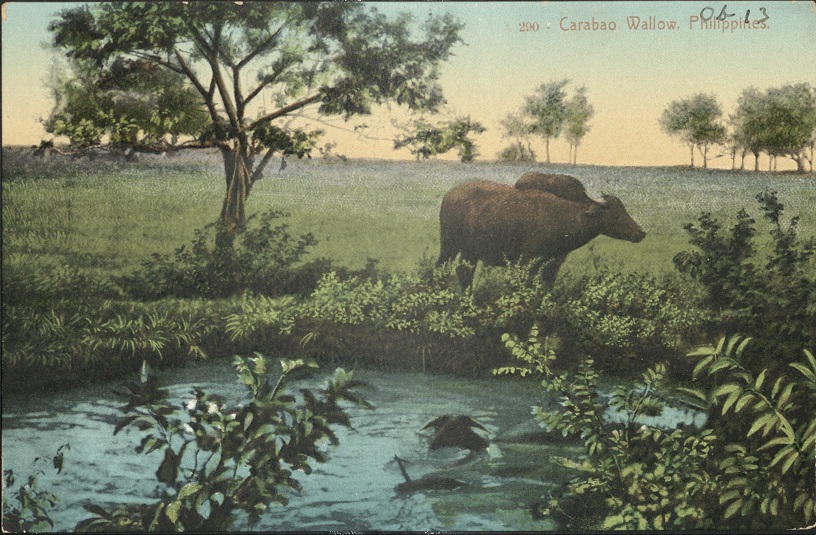 290 � Carabao Wallow, Philippines.