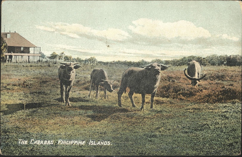 The Carabao. Philippine Islands.