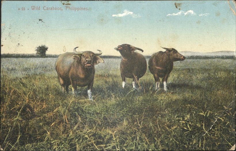 A 21 � Wild carabaos, Philippines.