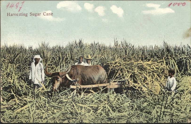 Harvesting Sugar Cane.