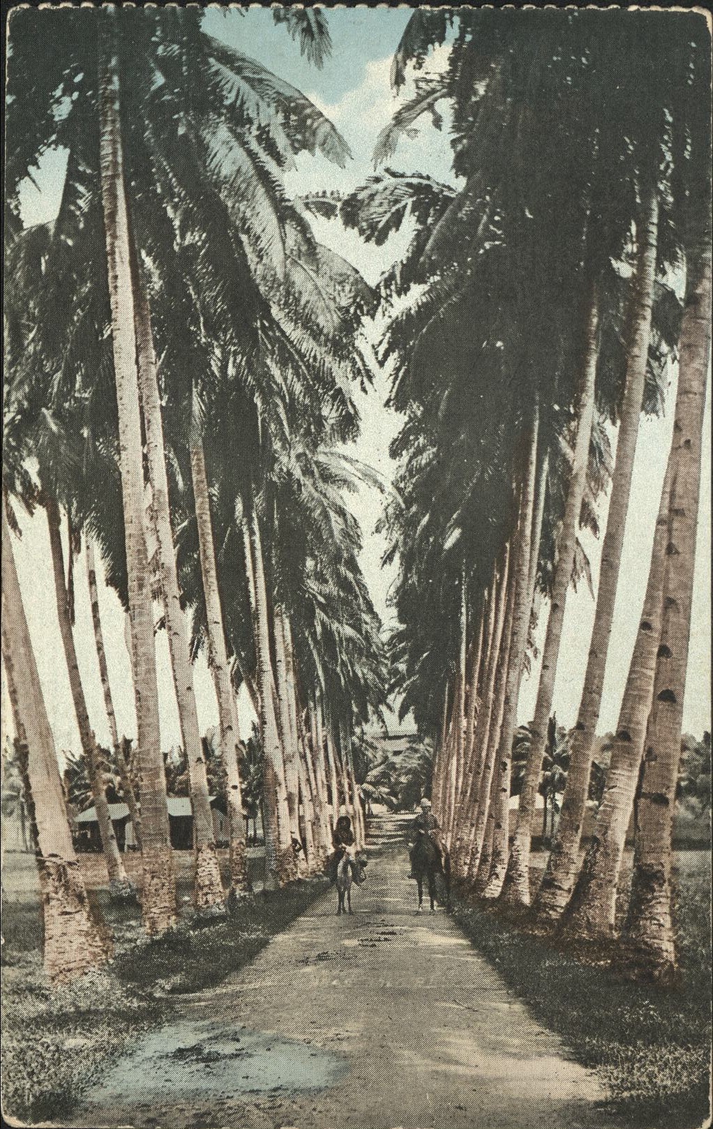 Avenue of Palms, P. I.