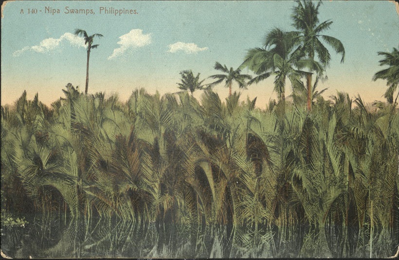A 140 ï¿½ Nipa Swamps, Philippines.