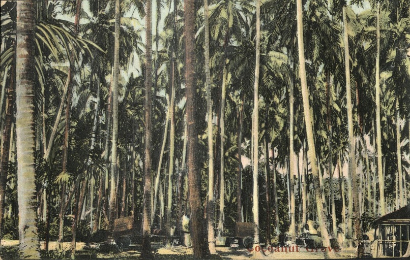 Cocoanut Grove.