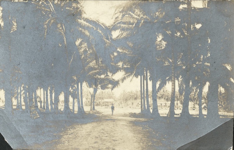 [Untitled ï¿½ Road through palm trees].