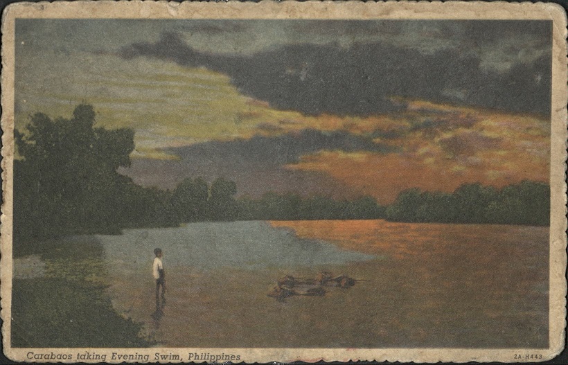 Carabaos taking evening swim, Philippines.
