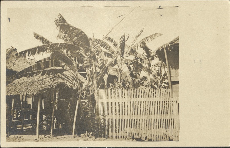 [Untitled ï¿½ Manila Banana tree].