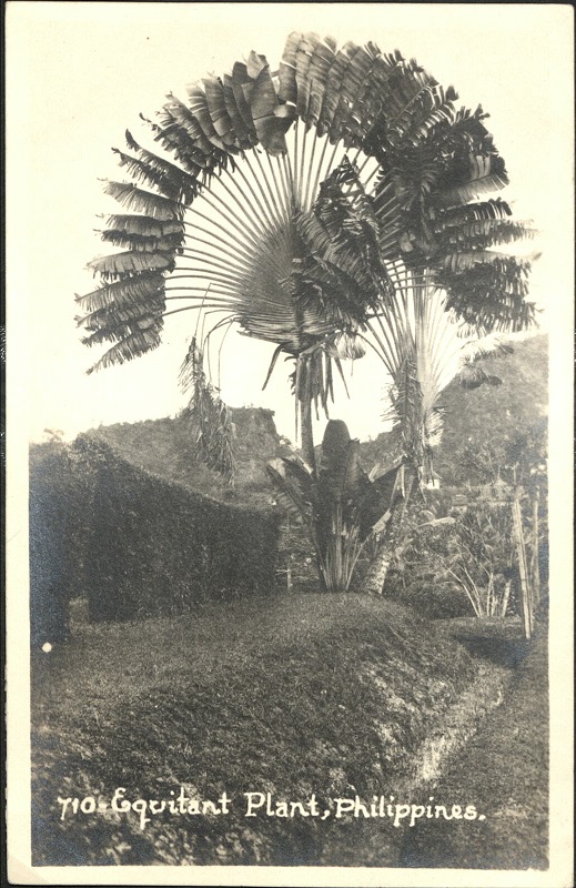 710 ï¿½ Equitant Plant [Traveler’s Tree], Philippines.
