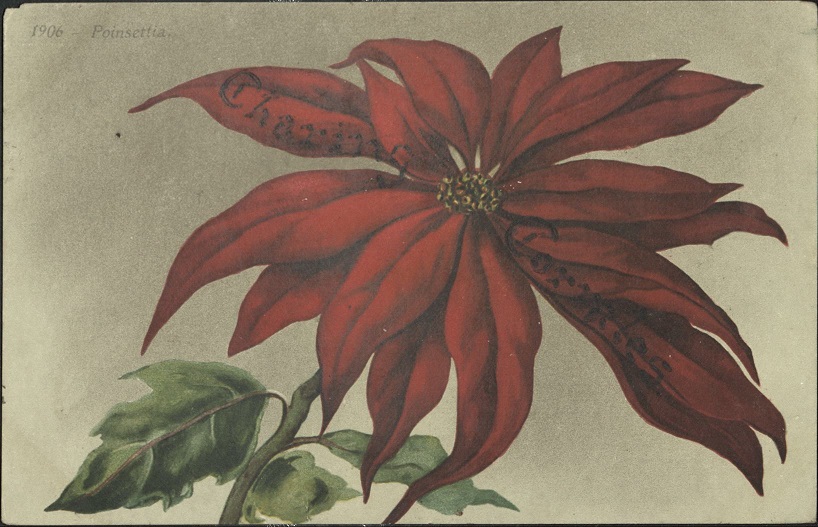 1906 ï¿½ Poinsettia.