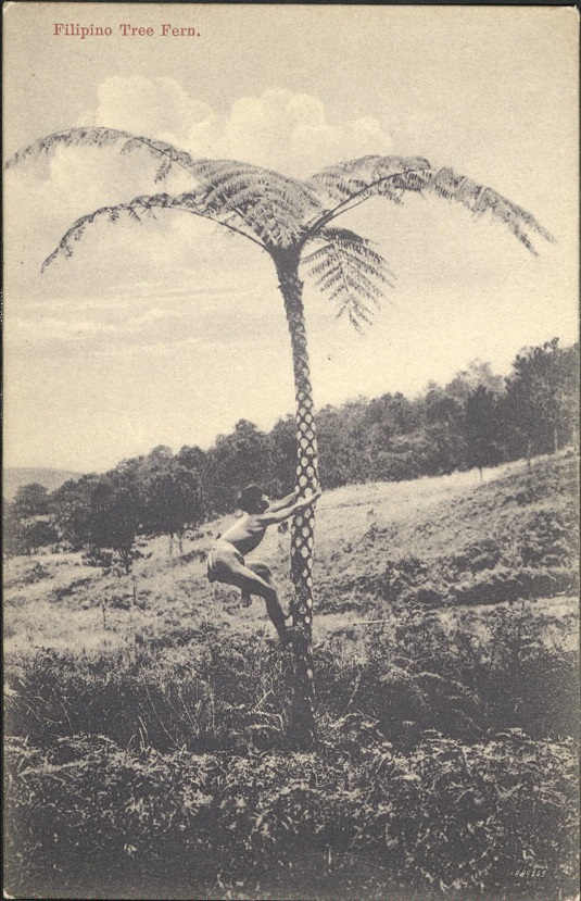Filipino Tree Fern.