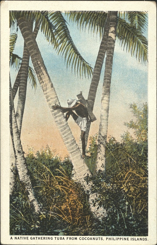 A native gathering tuba from cocoanuts, Philippine Islands.