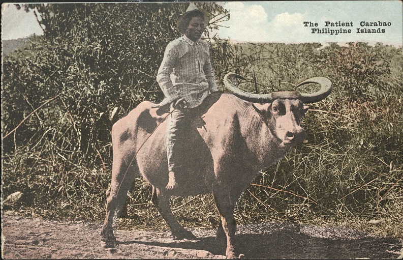 The Patient Carabao, Philippine Islands.