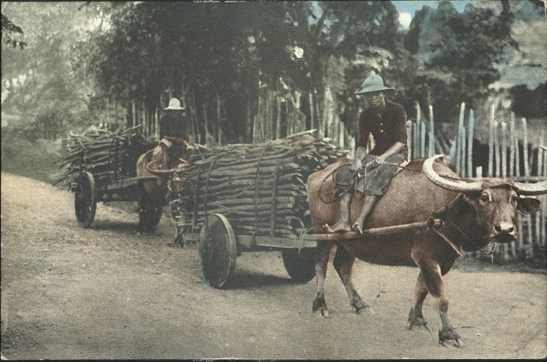 Native Carabao Carts, P. I.