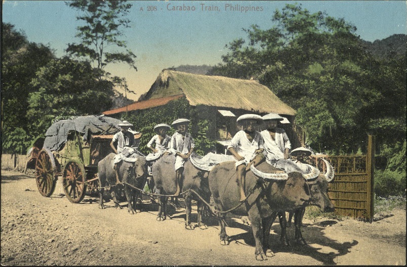 A 208 ï¿½ Carabao train, Philippines.