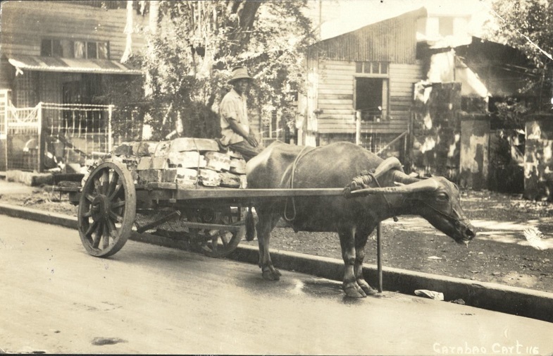 [Untitled ï¿½ Carabao pulling cart].